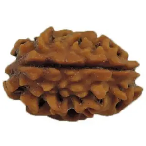 9 mukhi